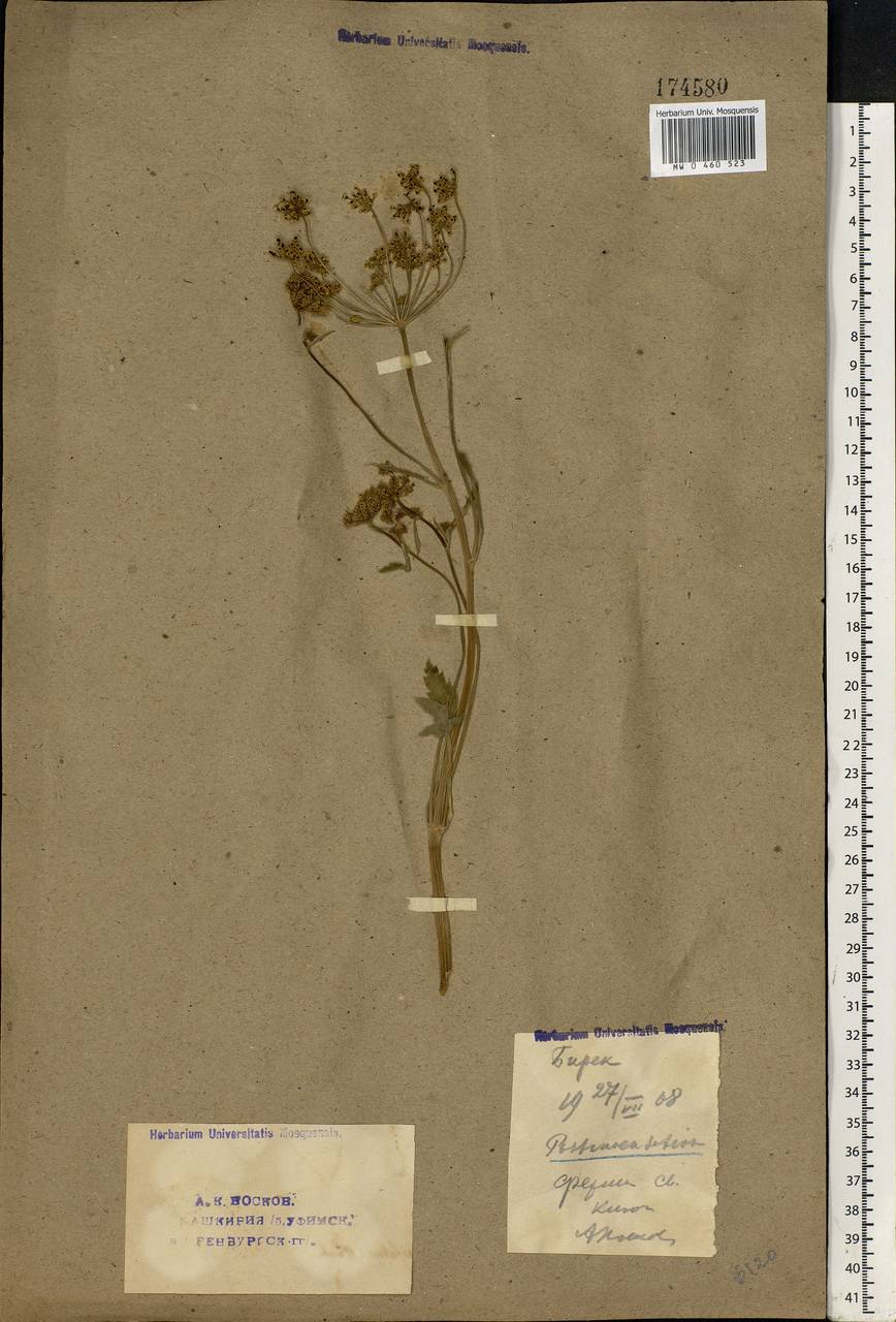 Pastinaca sativa L., Eastern Europe, Eastern region (E10) (Russia)