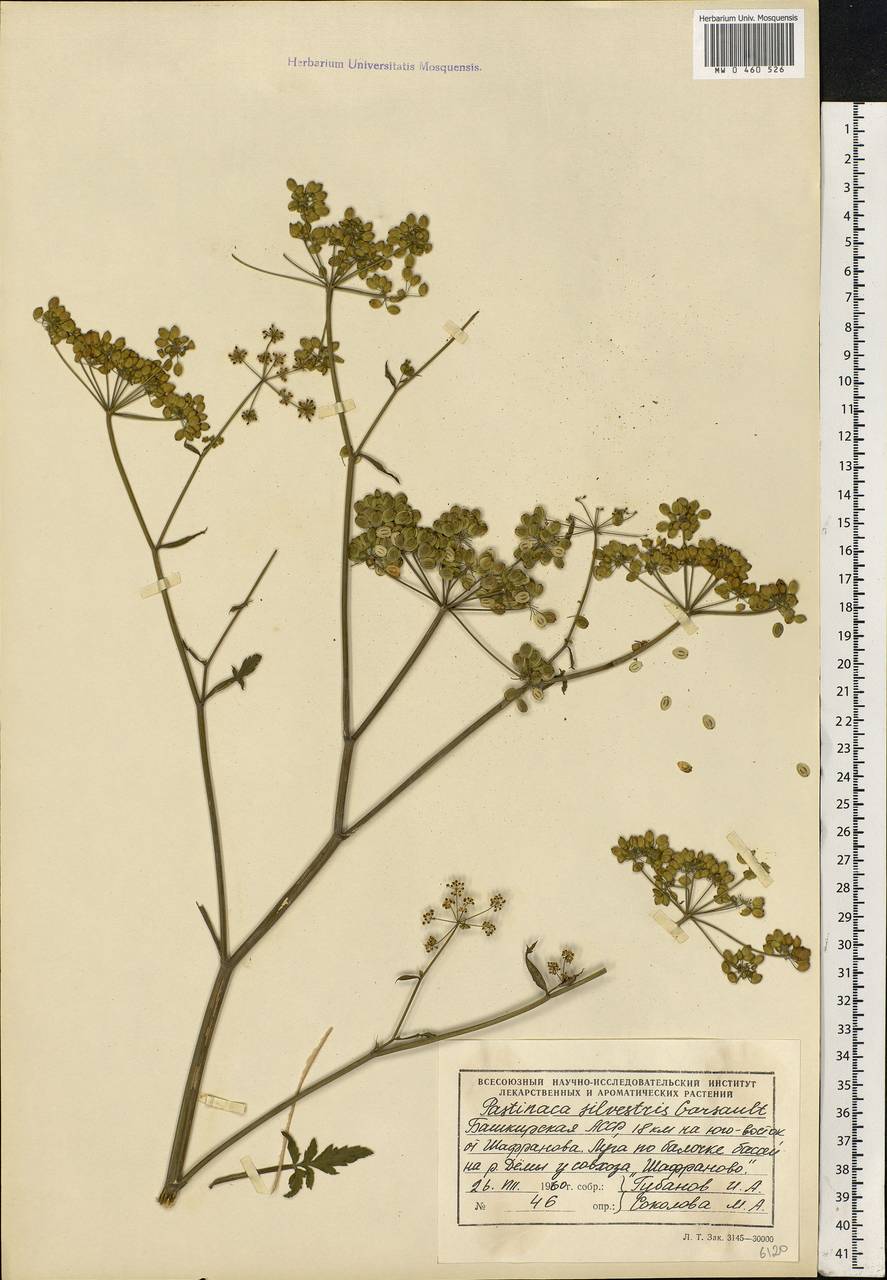 Pastinaca sativa L., Eastern Europe, Eastern region (E10) (Russia)
