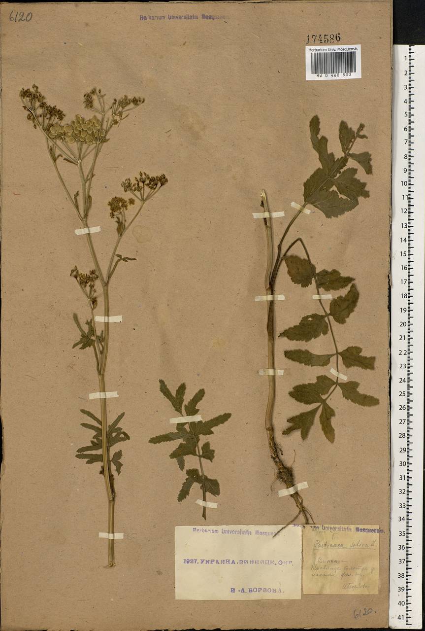 Pastinaca sativa L., Eastern Europe, South Ukrainian region (E12) (Ukraine)