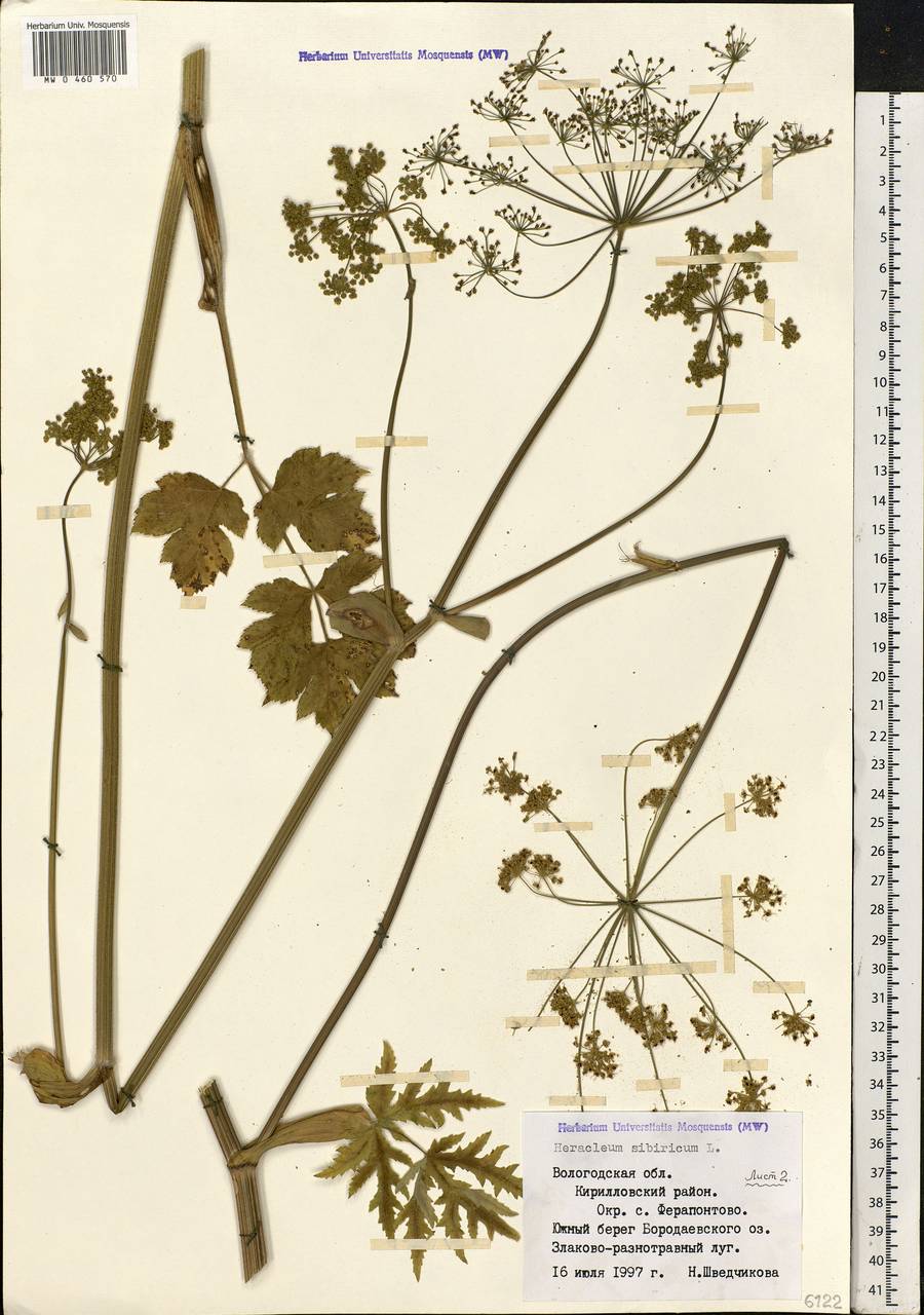 Heracleum sphondylium subsp. sibiricum (L.) Simonk., Eastern Europe, Northern region (E1) (Russia)