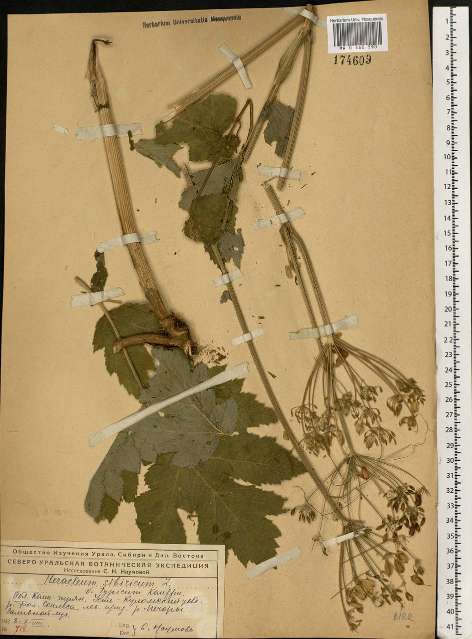 Heracleum sphondylium subsp. sibiricum (L.) Simonk., Eastern Europe, Northern region (E1) (Russia)