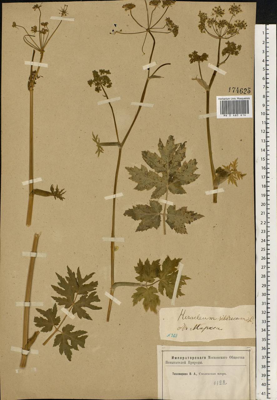 Heracleum sphondylium subsp. sibiricum (L.) Simonk., Eastern Europe, Western region (E3) (Russia)