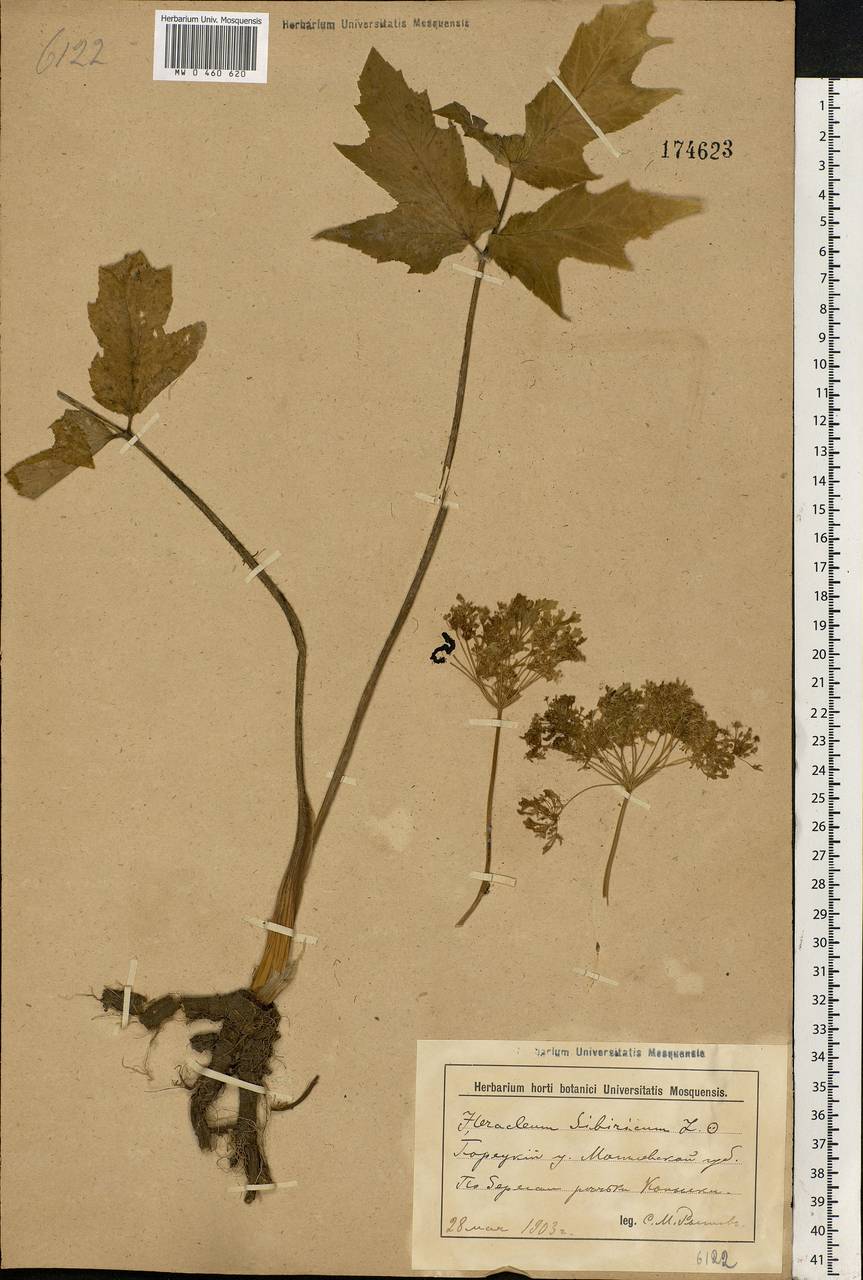 Heracleum sphondylium subsp. sibiricum (L.) Simonk., Eastern Europe, Belarus (E3a) (Belarus)