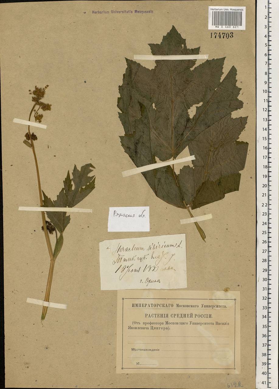 Heracleum sphondylium subsp. sibiricum (L.) Simonk., Eastern Europe, Central region (E4) (Russia)