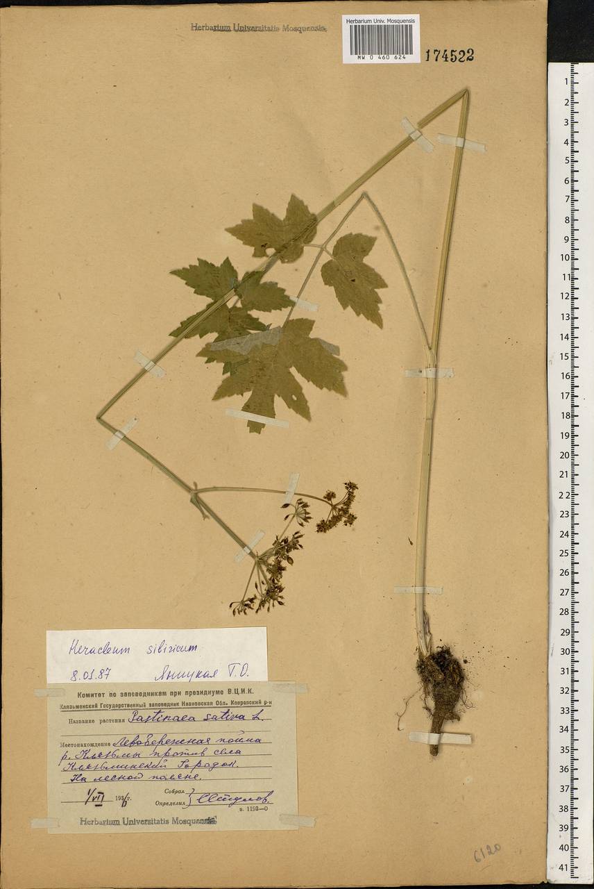 Heracleum sphondylium subsp. sibiricum (L.) Simonk., Eastern Europe, Central region (E4) (Russia)