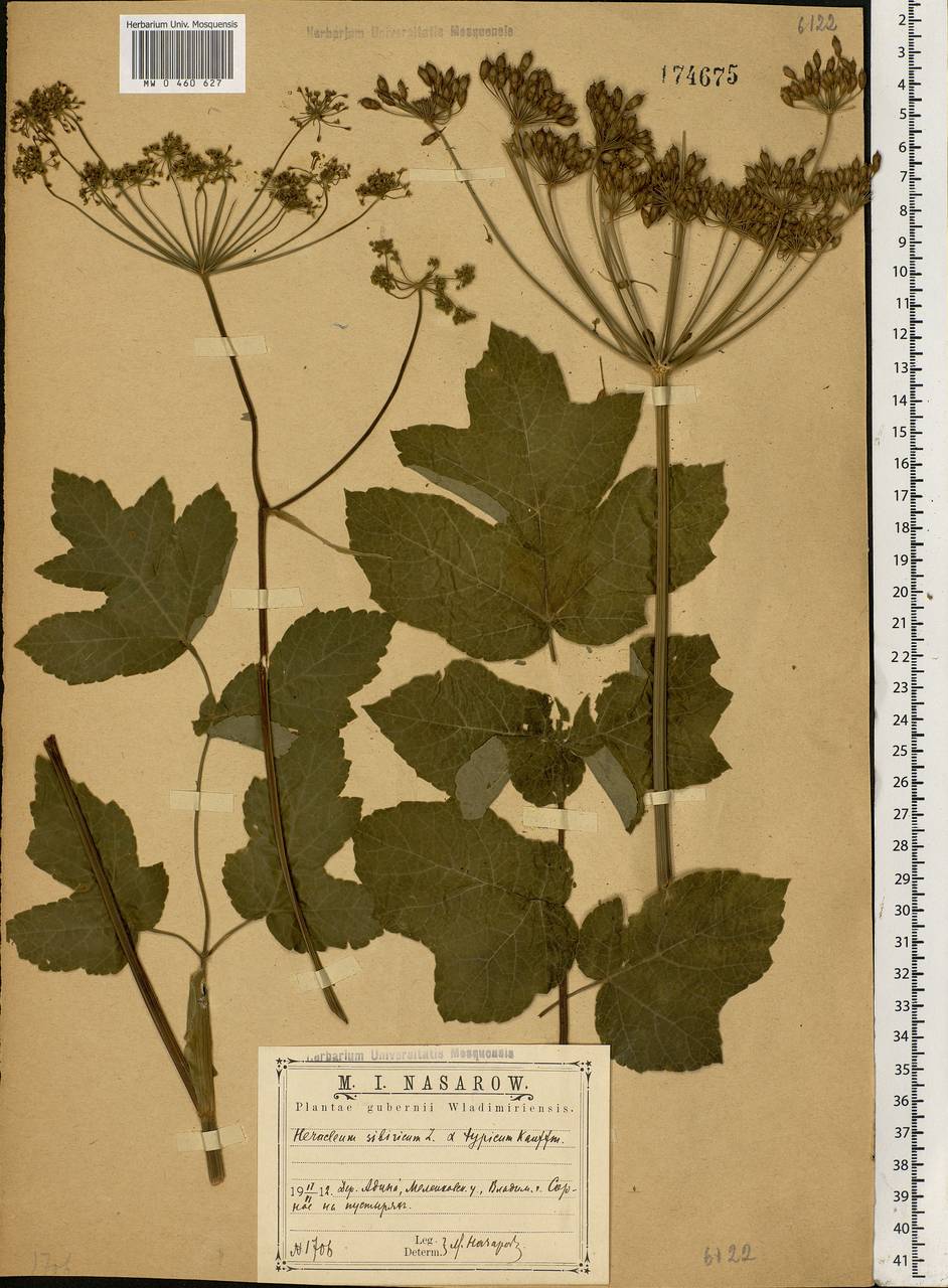 Heracleum sphondylium subsp. sibiricum (L.) Simonk., Eastern Europe, Central region (E4) (Russia)