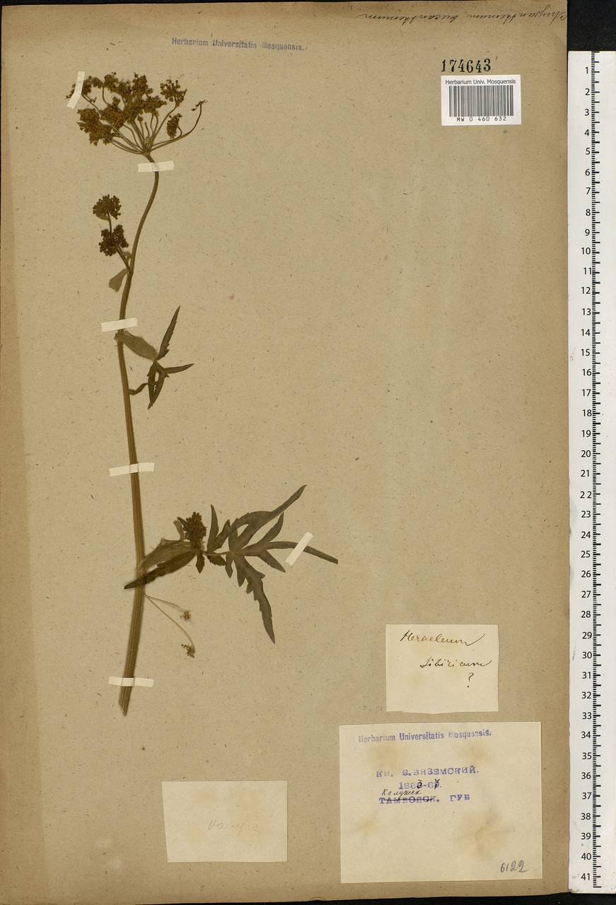 Heracleum sphondylium subsp. sibiricum (L.) Simonk., Eastern Europe, Central region (E4) (Russia)