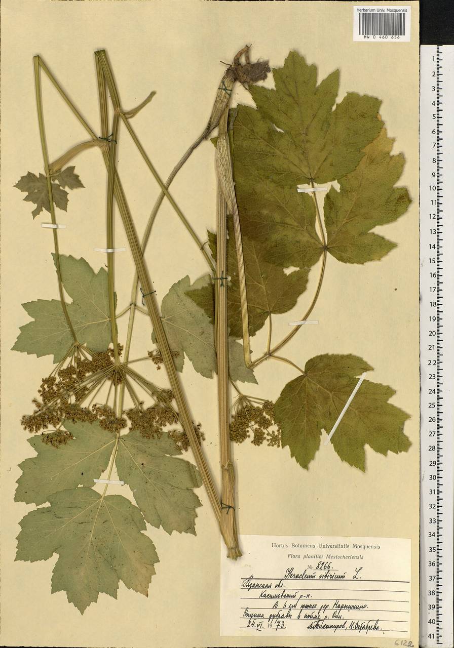 Heracleum sphondylium subsp. sibiricum (L.) Simonk., Eastern Europe, Central region (E4) (Russia)