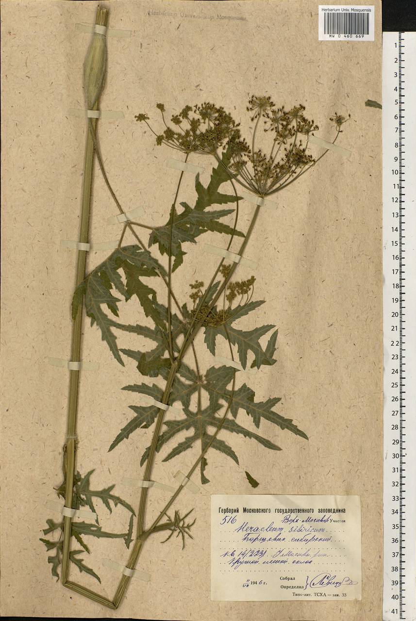 Heracleum sphondylium subsp. sibiricum (L.) Simonk., Eastern Europe, Moscow region (E4a) (Russia)