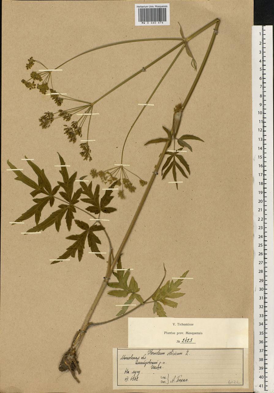 Heracleum sphondylium subsp. sibiricum (L.) Simonk., Eastern Europe, Moscow region (E4a) (Russia)