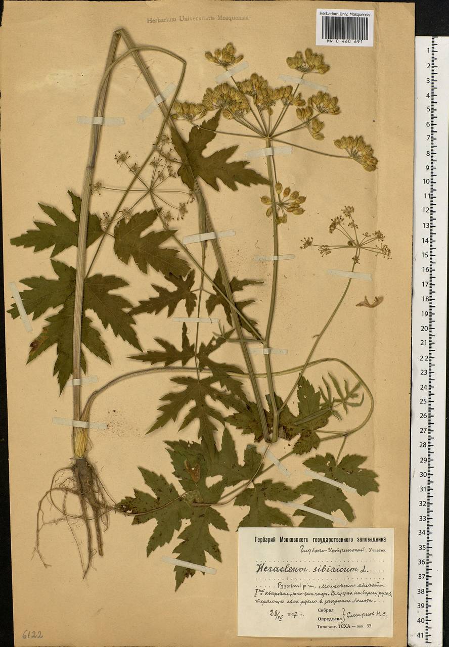 Heracleum sphondylium subsp. sibiricum (L.) Simonk., Eastern Europe, Moscow region (E4a) (Russia)