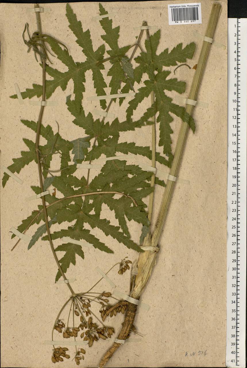 Heracleum sphondylium subsp. sibiricum (L.) Simonk., Eastern Europe, Moscow region (E4a) (Russia)