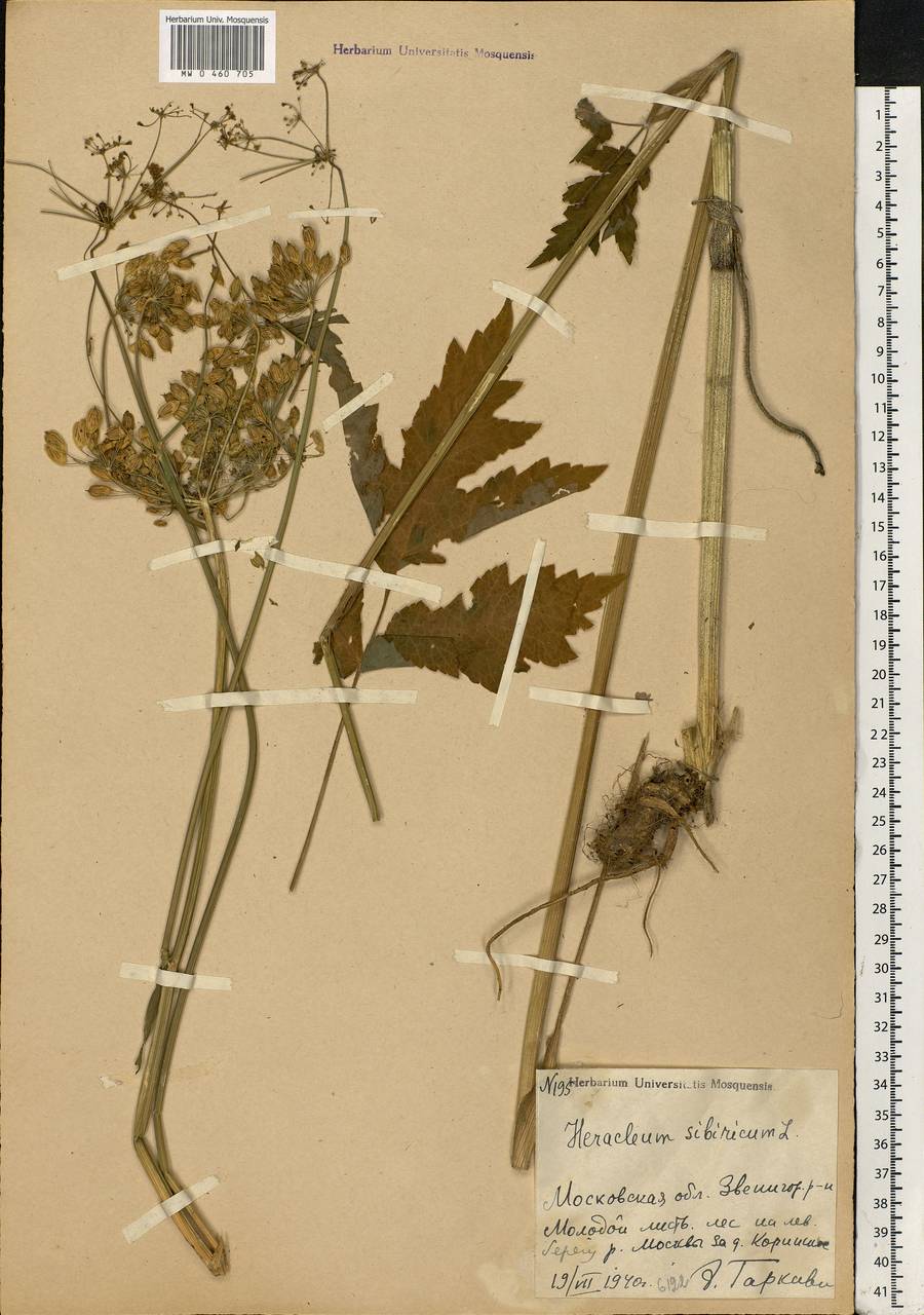 Heracleum sphondylium subsp. sibiricum (L.) Simonk., Eastern Europe, Moscow region (E4a) (Russia)
