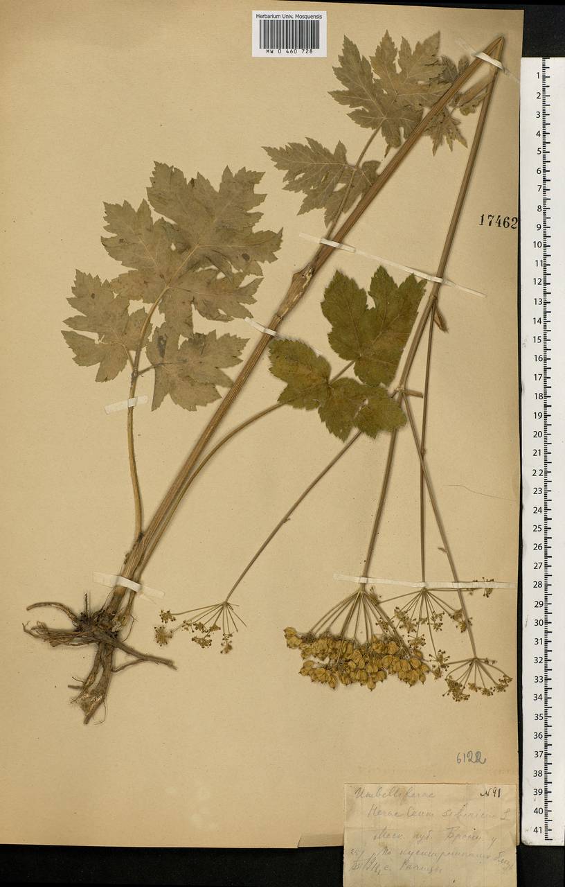 Heracleum sphondylium subsp. sibiricum (L.) Simonk., Eastern Europe, Moscow region (E4a) (Russia)