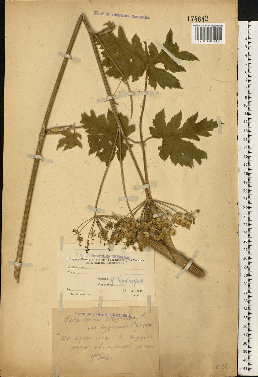 Heracleum sphondylium subsp. sibiricum (L.) Simonk., Eastern Europe, Moscow region (E4a) (Russia)