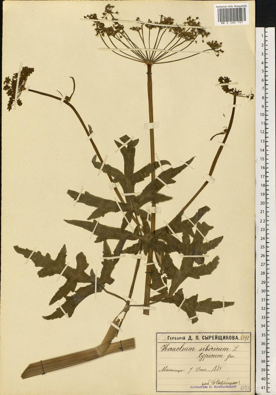 Heracleum sphondylium subsp. sibiricum (L.) Simonk., Eastern Europe, Moscow region (E4a) (Russia)