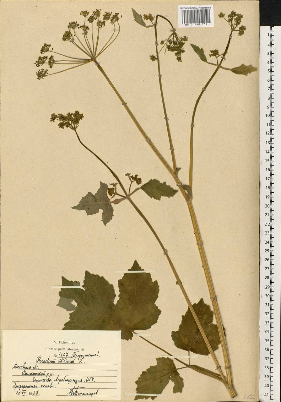 Heracleum sphondylium subsp. sibiricum (L.) Simonk., Eastern Europe, Moscow region (E4a) (Russia)