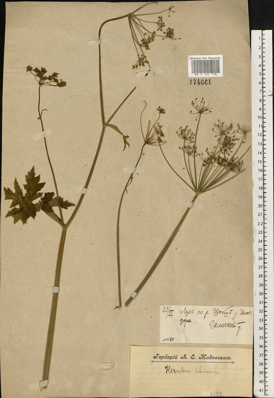 Heracleum sphondylium subsp. sibiricum (L.) Simonk., Eastern Europe, Central forest region (E5) (Russia)