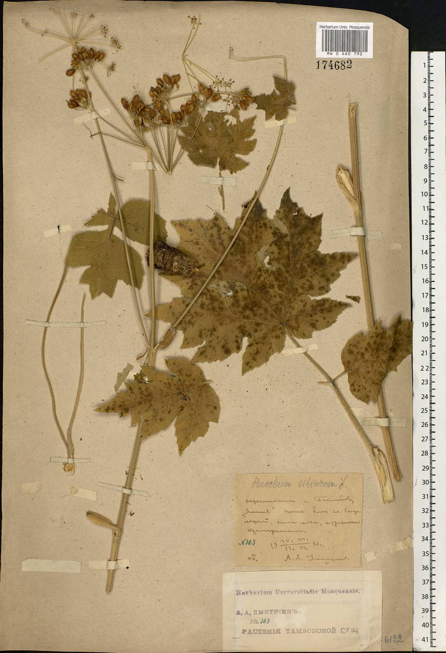 Heracleum sphondylium subsp. sibiricum (L.) Simonk., Eastern Europe, Central forest-and-steppe region (E6) (Russia)