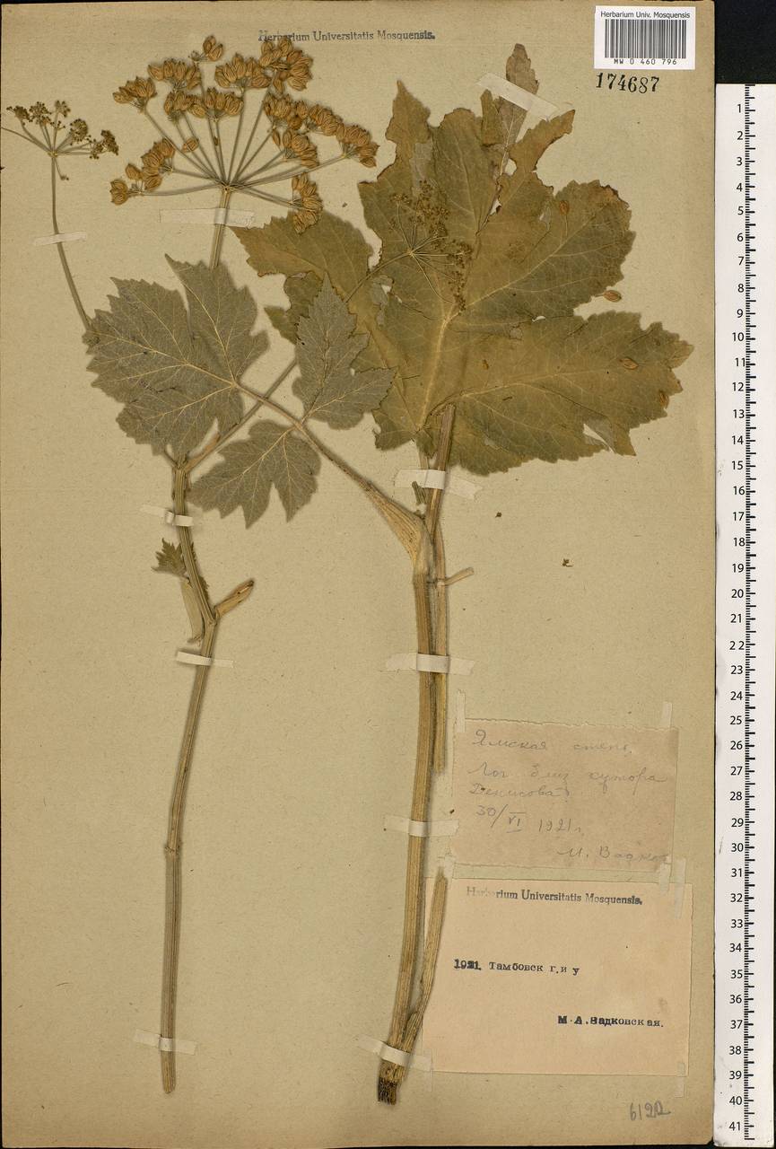 Heracleum sphondylium subsp. sibiricum (L.) Simonk., Eastern Europe, Central forest-and-steppe region (E6) (Russia)