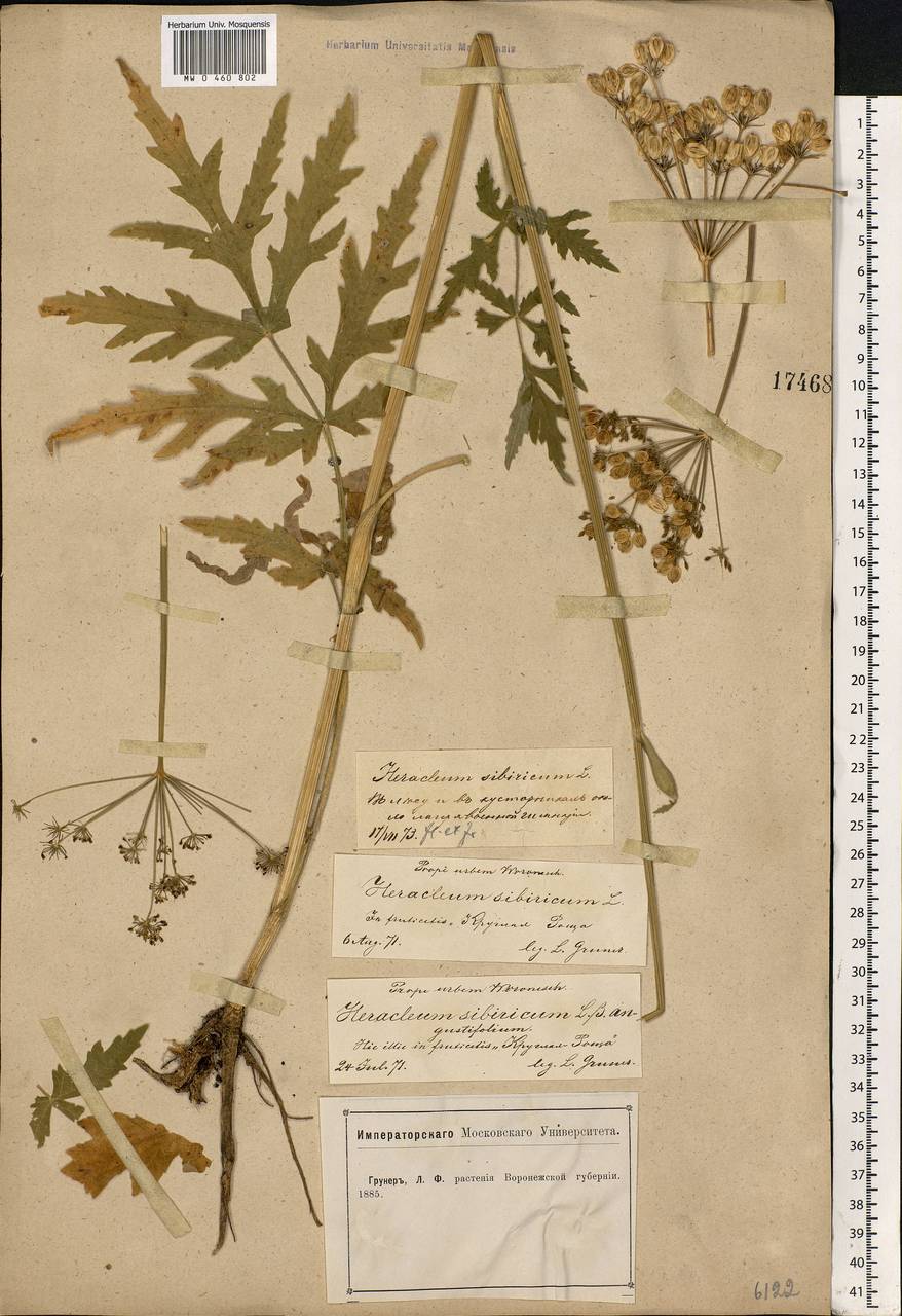 Heracleum sphondylium subsp. sibiricum (L.) Simonk., Eastern Europe, Central forest-and-steppe region (E6) (Russia)