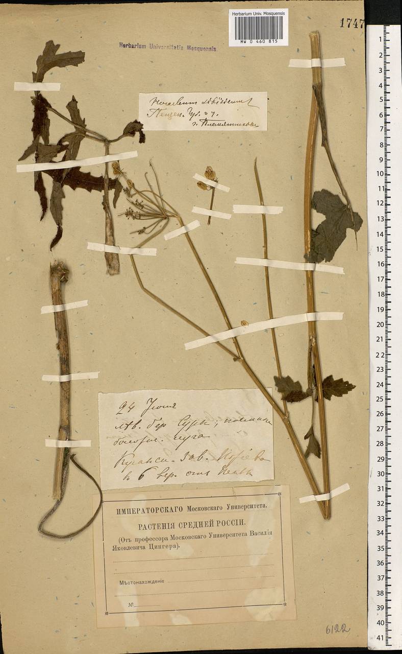 Heracleum sphondylium subsp. sibiricum (L.) Simonk., Eastern Europe, Middle Volga region (E8) (Russia)