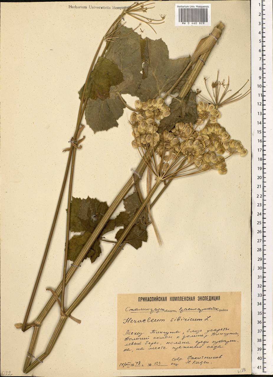 Heracleum sphondylium subsp. sibiricum (L.) Simonk., Eastern Europe, Lower Volga region (E9) (Russia)