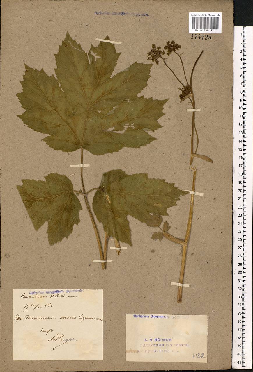 Heracleum sphondylium subsp. sibiricum (L.) Simonk., Eastern Europe, Eastern region (E10) (Russia)