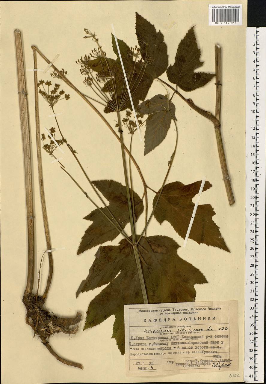 Heracleum sphondylium subsp. sibiricum (L.) Simonk., Eastern Europe, Eastern region (E10) (Russia)