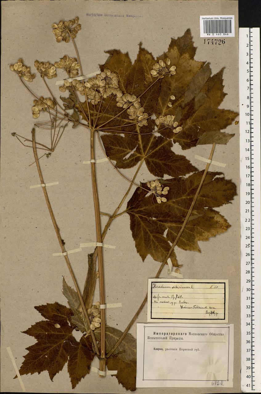 Heracleum sphondylium subsp. sibiricum (L.) Simonk., Eastern Europe, Eastern region (E10) (Russia)