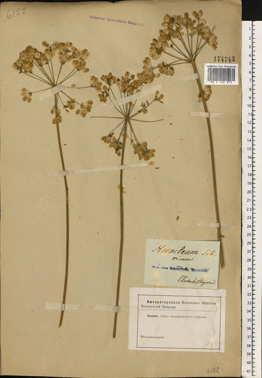 Heracleum sphondylium subsp. sibiricum (L.) Simonk., Eastern Europe, South Ukrainian region (E12) (Ukraine)