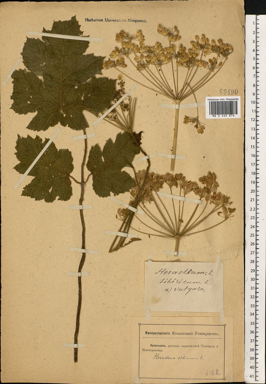 Heracleum sphondylium subsp. sibiricum (L.) Simonk., Eastern Europe, Rostov Oblast (E12a) (Russia)