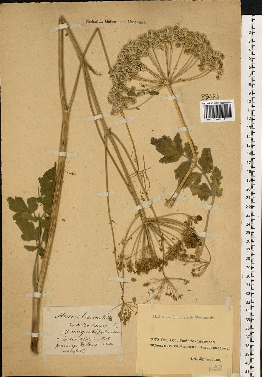 Heracleum sphondylium subsp. sibiricum (L.) Simonk., Eastern Europe, Rostov Oblast (E12a) (Russia)