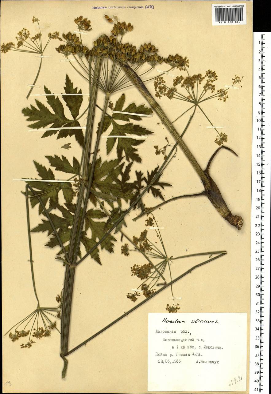 Heracleum sphondylium subsp. sibiricum (L.) Simonk., Eastern Europe, West Ukrainian region (E13) (Ukraine)