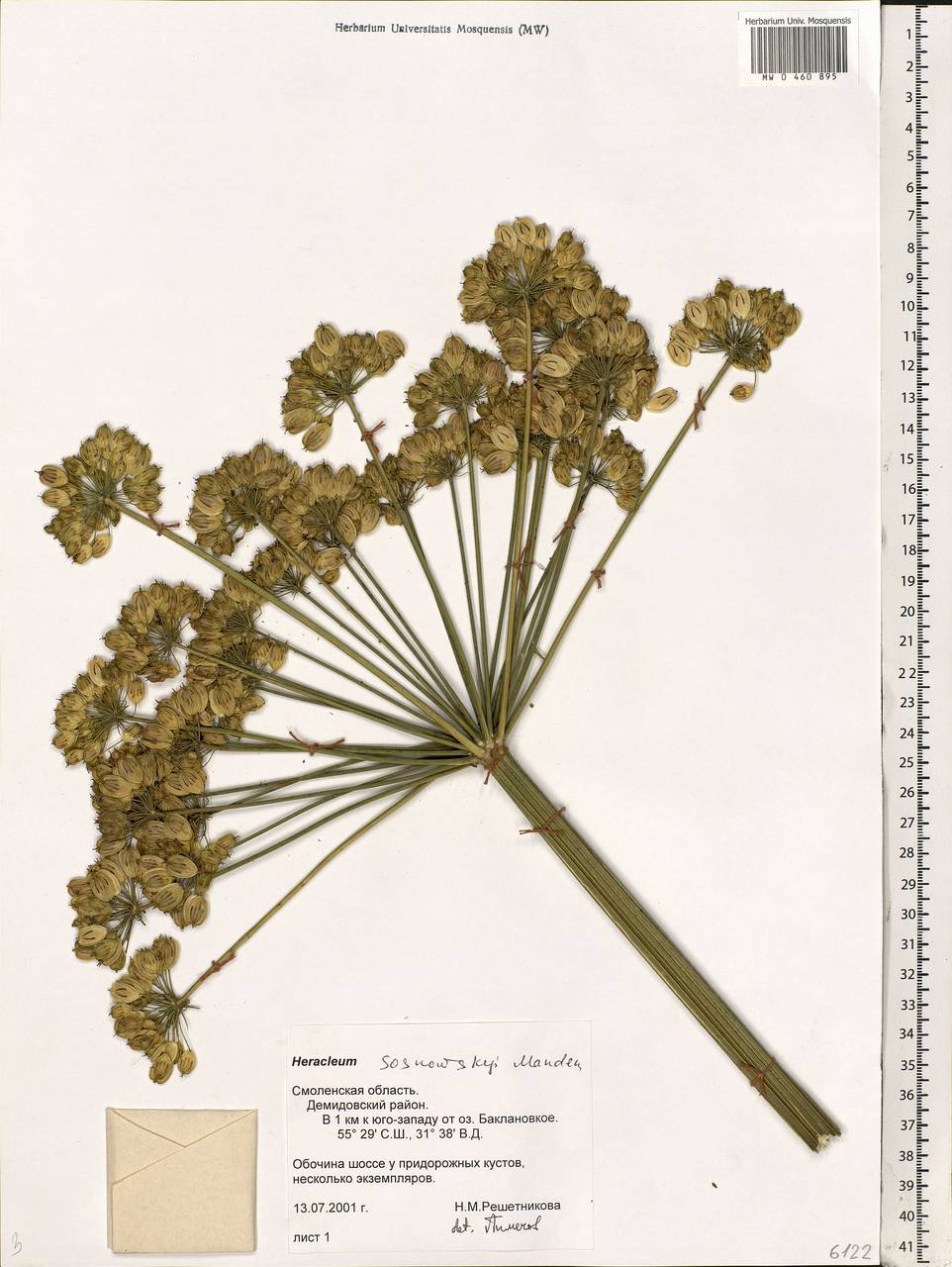 Heracleum sosnowskyi Manden., Eastern Europe, Western region (E3) (Russia)