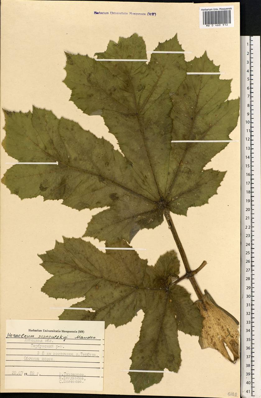 MW0460912, Heracleum sosnowskyi (Борщевик Сосновского), specimen Heracleum sosnowskyi Manden., Eastern Europe, Central forest-and-steppe region (E6) (Russia)
