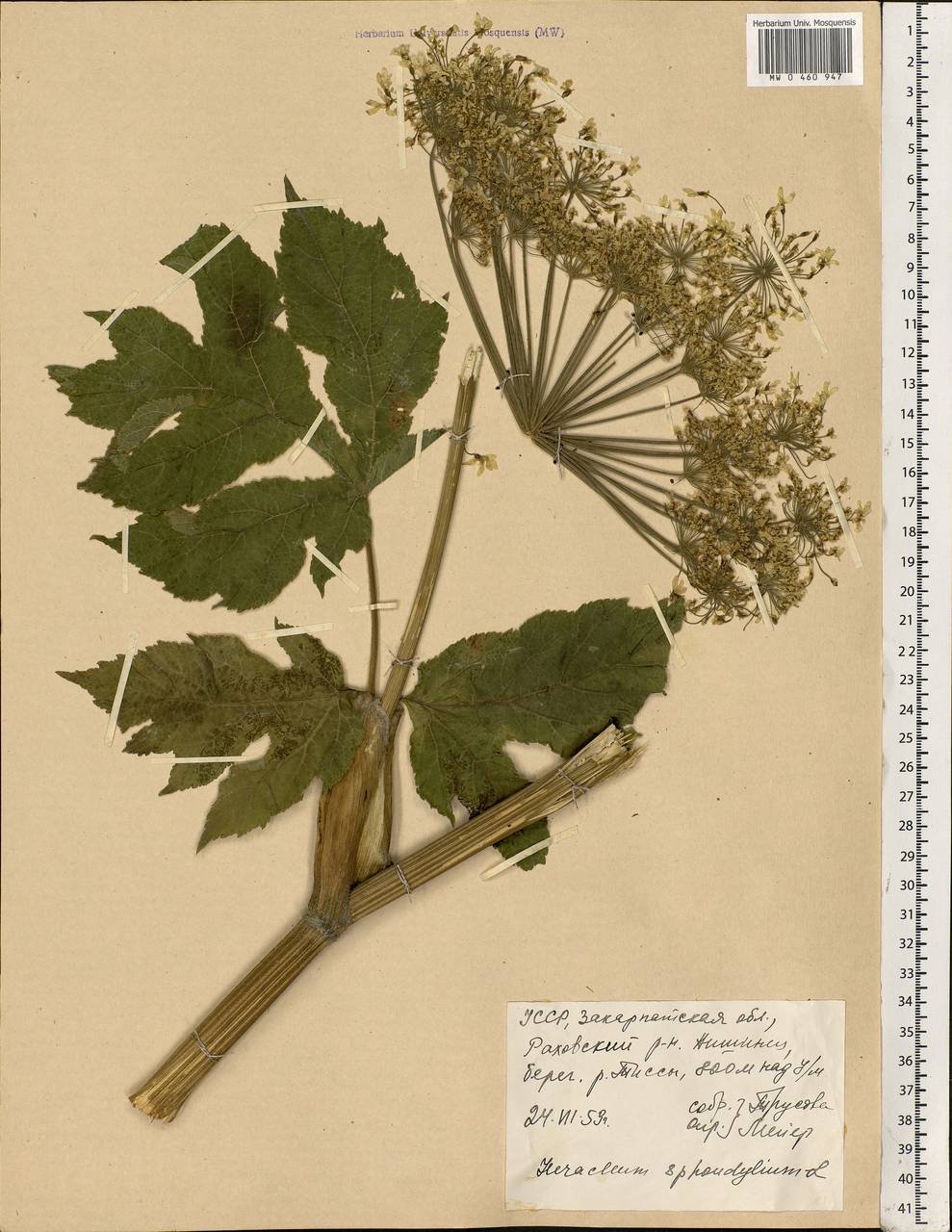 Heracleum sphondylium, Eastern Europe, West Ukrainian region (E13) (Ukraine)