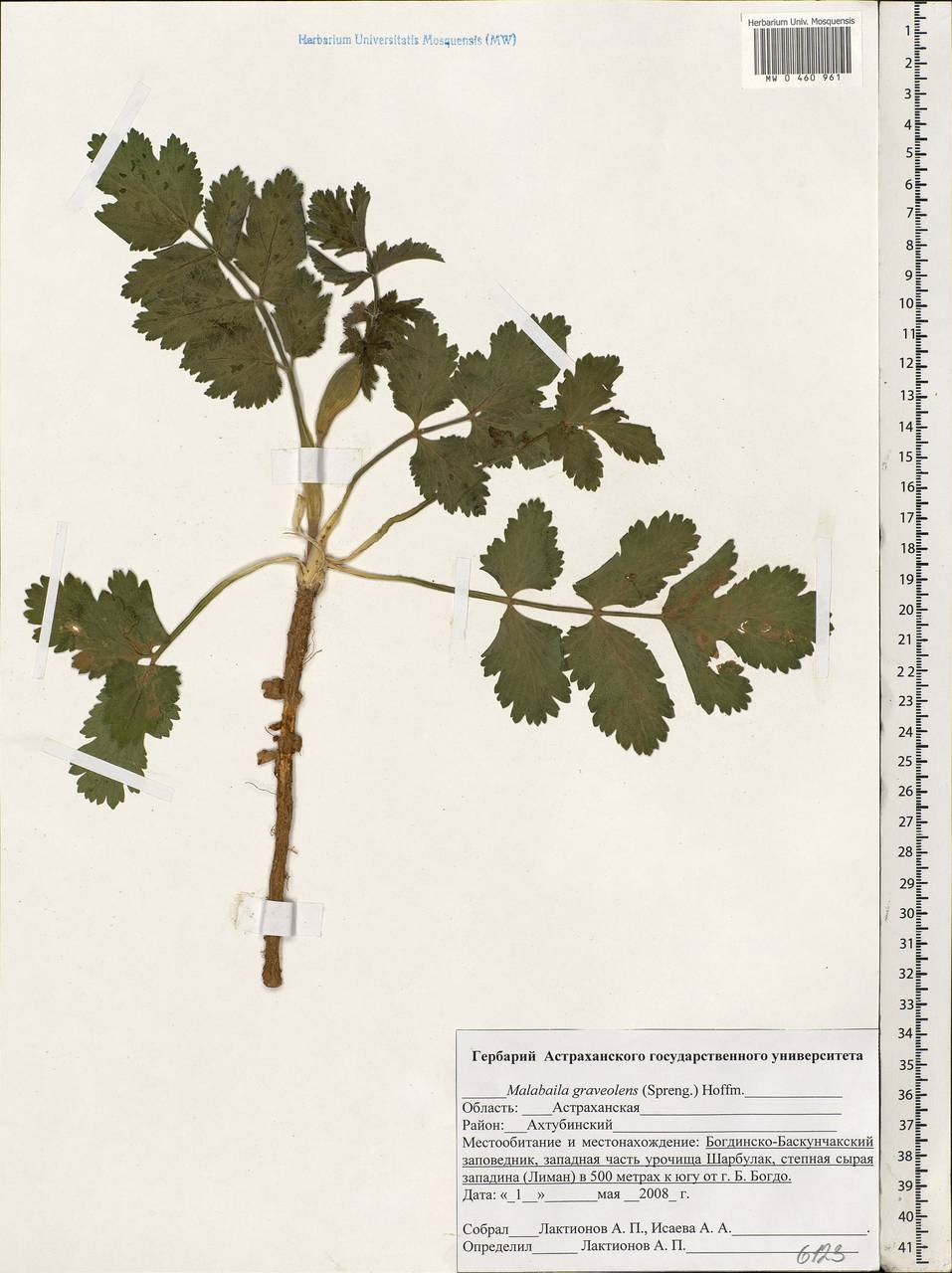 Pastinaca clausii (Ledeb.) Calest., Eastern Europe, Lower Volga region (E9) (Russia)