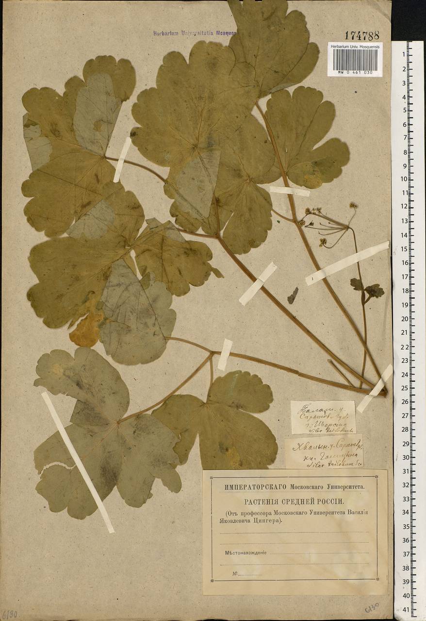 Laser trilobum (L.) Borkh., Eastern Europe, Lower Volga region (E9) (Russia)