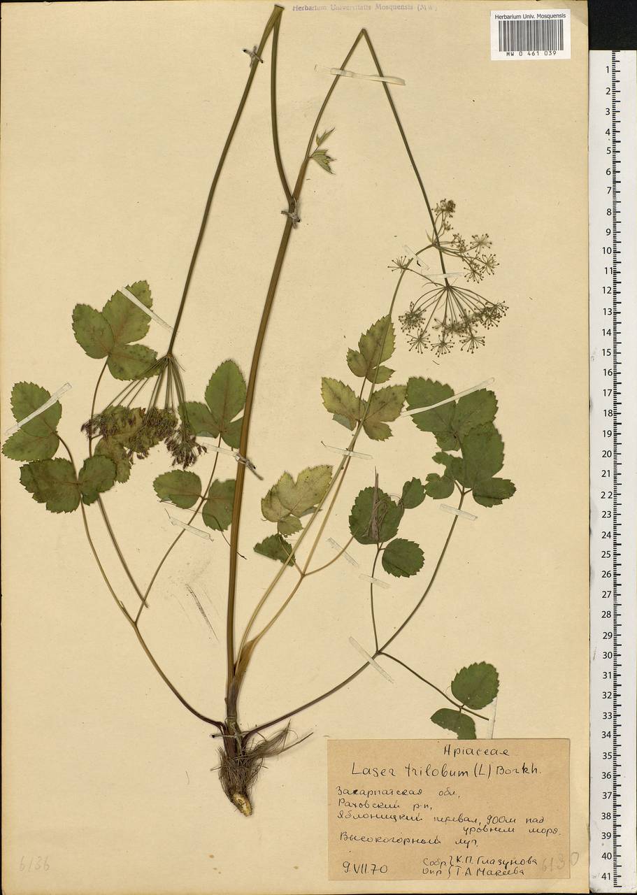 Laser trilobum (L.) Borkh., Eastern Europe, West Ukrainian region (E13) (Ukraine)