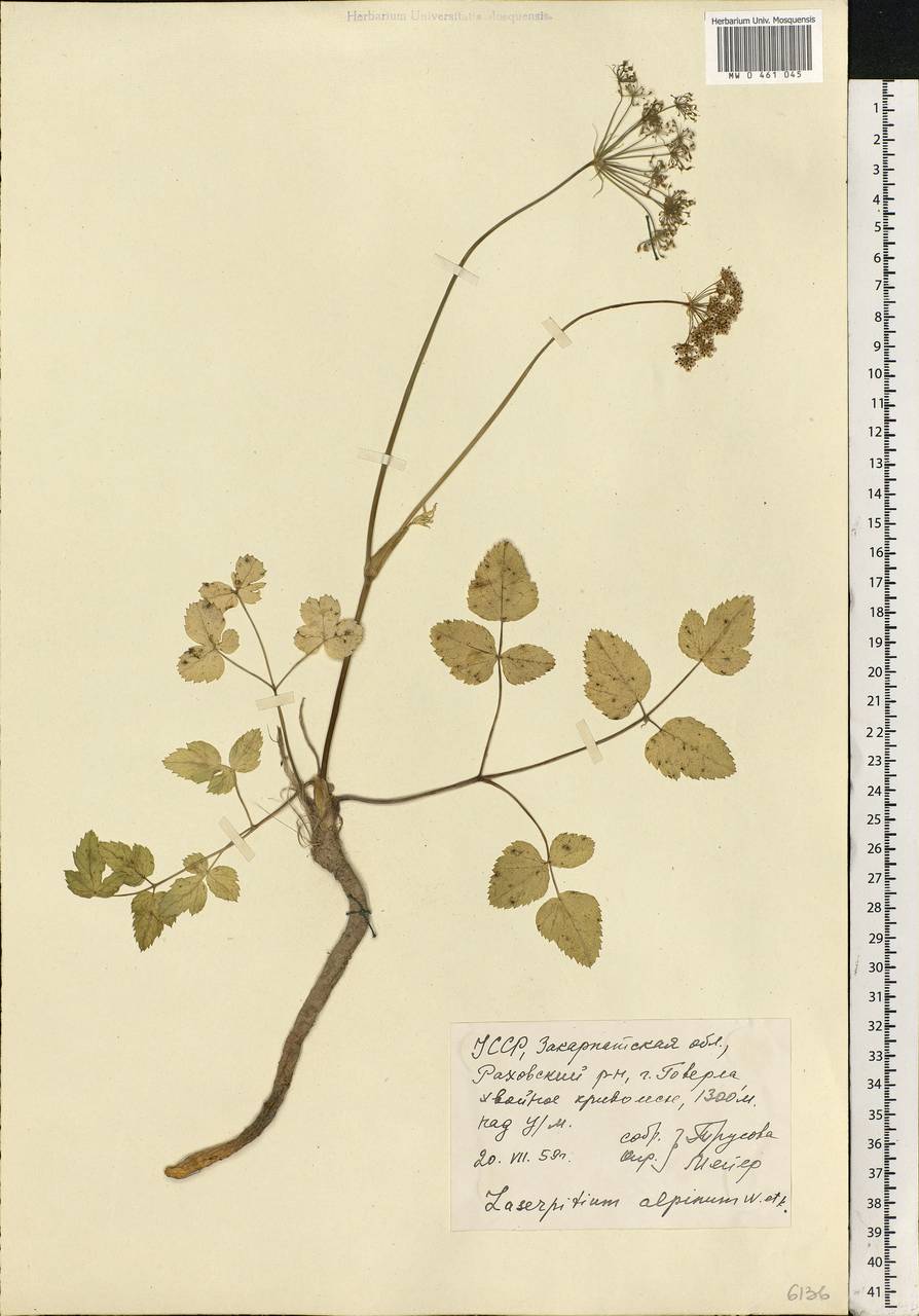 Laserpitium krapffii subsp. krapffii, Eastern Europe, West Ukrainian region (E13) (Ukraine)