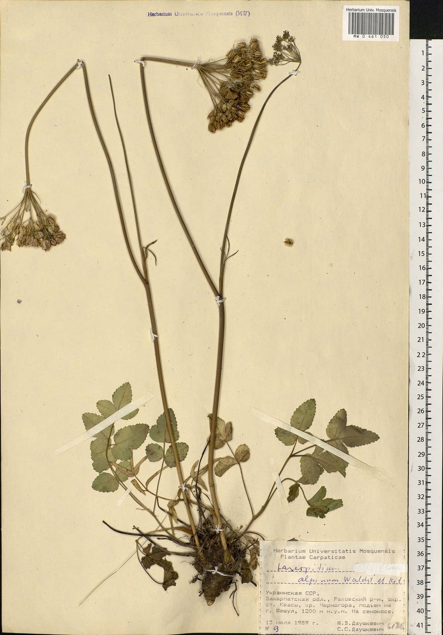 Laserpitium krapffii subsp. krapffii, Eastern Europe, West Ukrainian region (E13) (Ukraine)