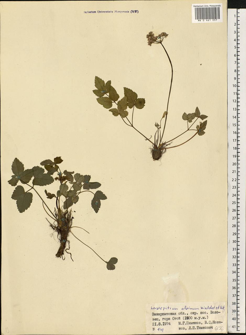 Laserpitium krapffii subsp. krapffii, Eastern Europe, West Ukrainian region (E13) (Ukraine)