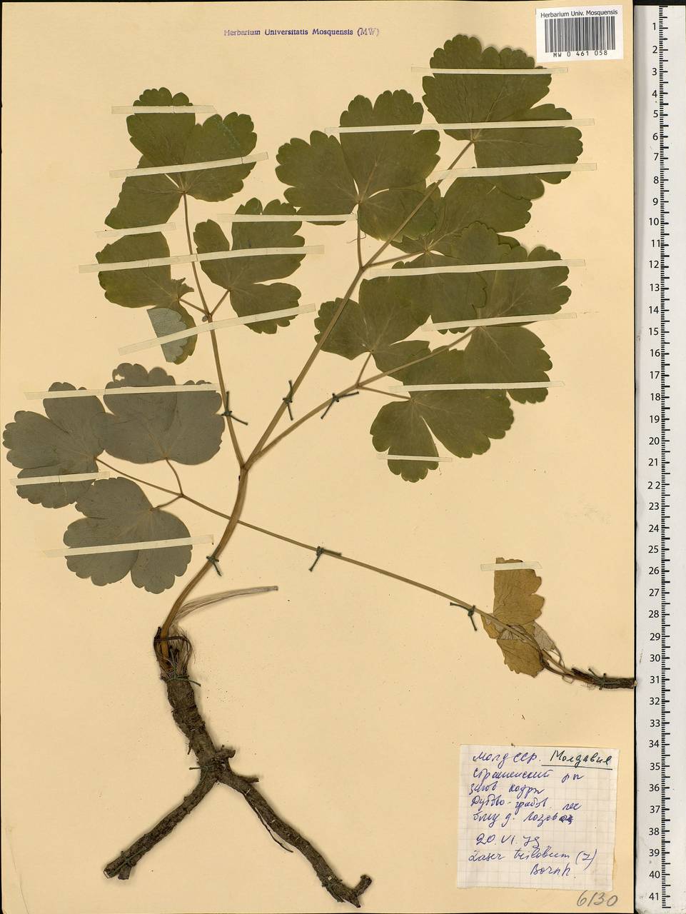 Laser trilobum (L.) Borkh., Eastern Europe, Moldova (E13a) (Moldova)