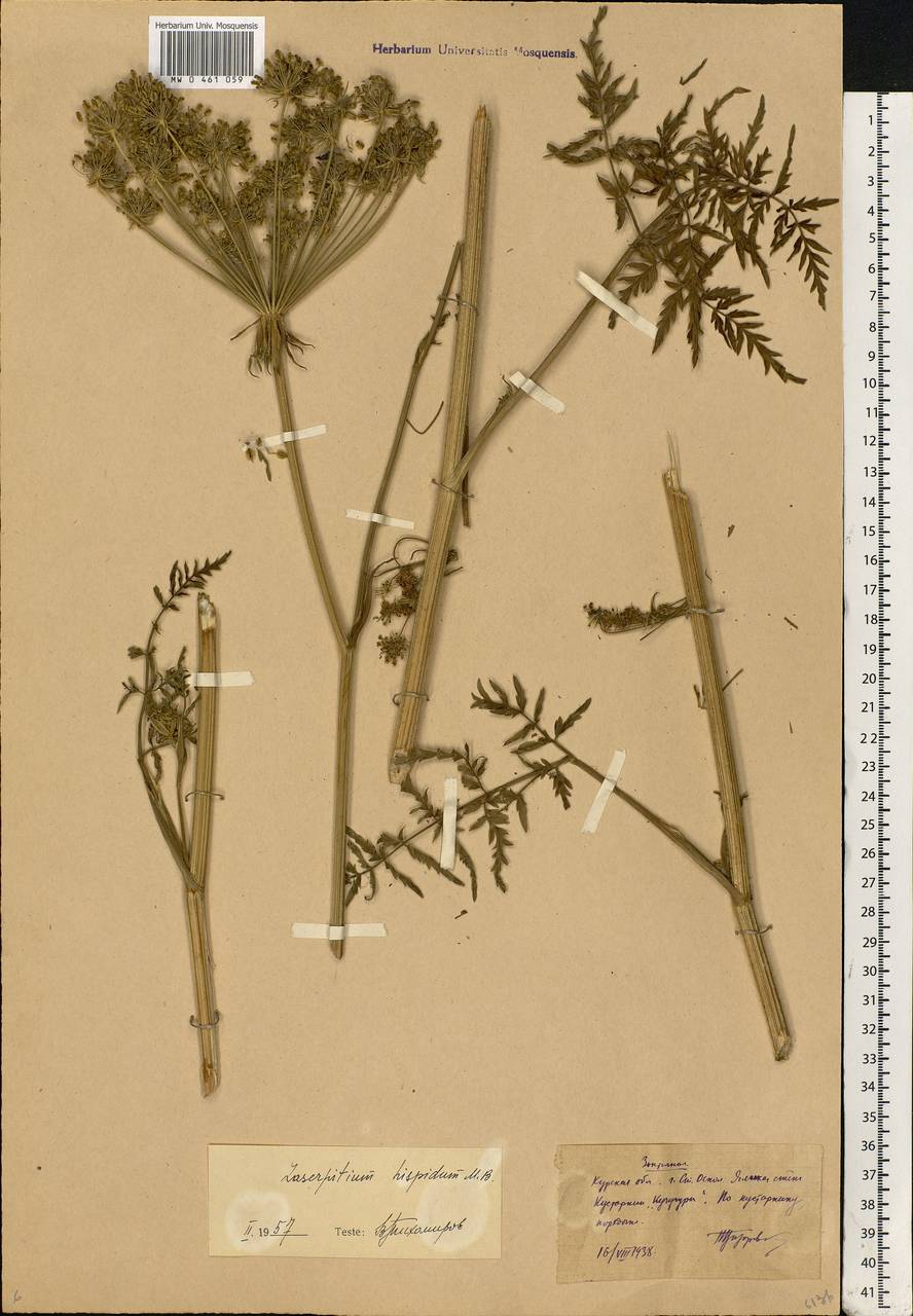 Silphiodaucus hispidus (M. Bieb.) Spalik, Wojew., Banasiak, Piwczyñski & Reduron, Eastern Europe, Central forest-and-steppe region (E6) (Russia)