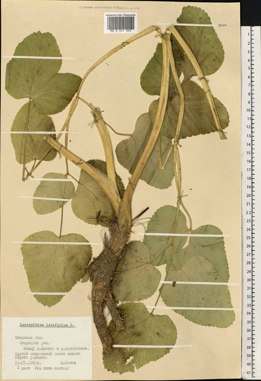 Laserpitium latifolium L., Eastern Europe, North-Western region (E2) (Russia)