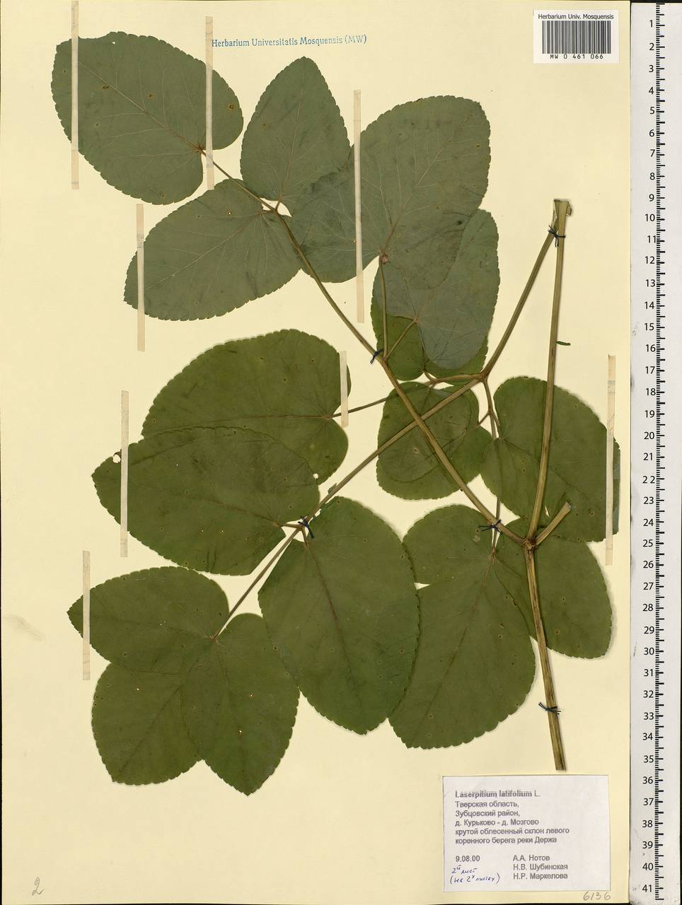 Laserpitium latifolium L., Eastern Europe, North-Western region (E2) (Russia)