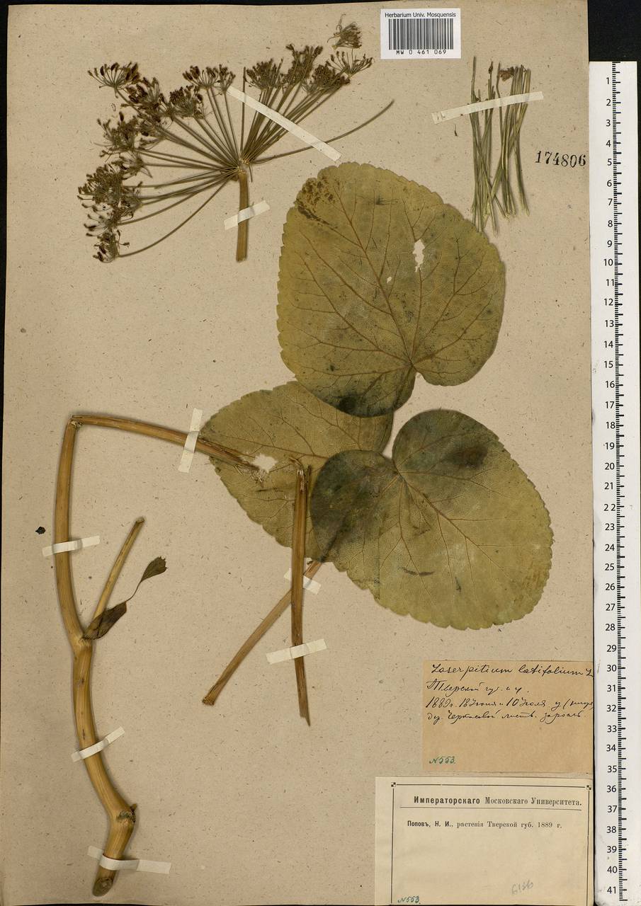 Laserpitium latifolium L., Eastern Europe, North-Western region (E2) (Russia)