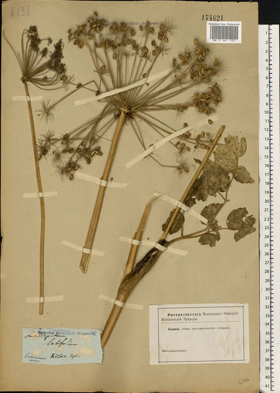 Laserpitium latifolium L., Eastern Europe, North Ukrainian region (E11) (Ukraine)