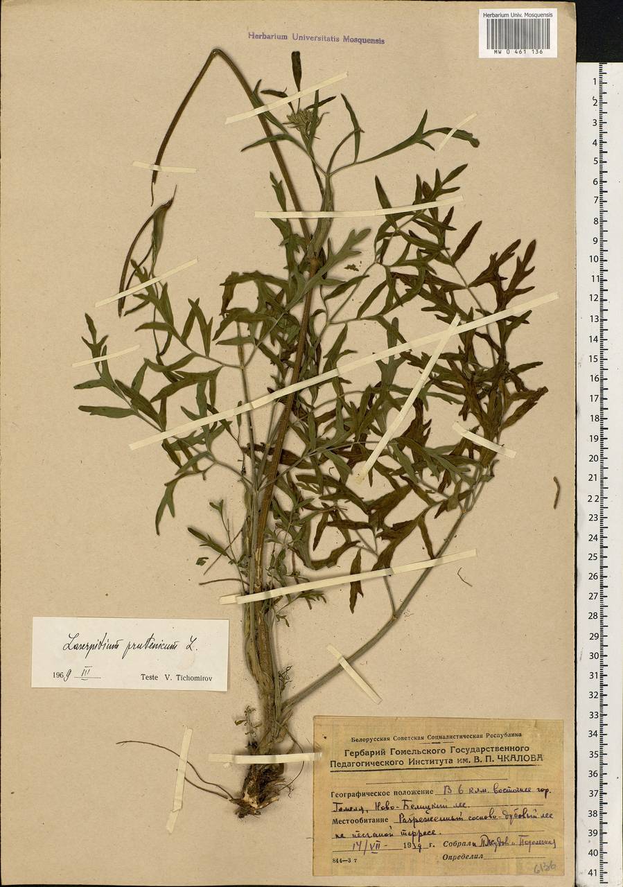 Silphiodaucus prutenicus subsp. prutenicus, Eastern Europe, Belarus (E3a) (Belarus)